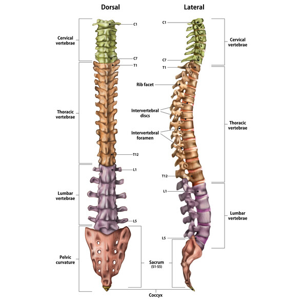 What are the Different Levels or Grades of a Spinal Cord Injury