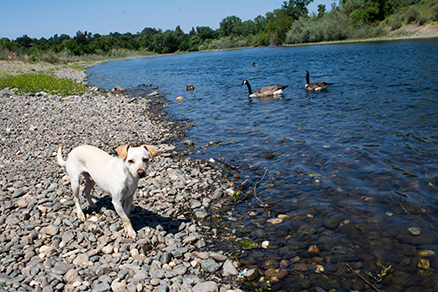 Dog Bite Claims Landlords and Dog Owners Can Be Held Liable