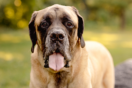 Is a Sacramento Park Liable if a Loose Dog Bites You at North Natomas Regional or the American River Parkway?